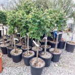 Skalník rozprestretý (Cotoneaster hrizontalis) - výška 60-80 cm, kont. C7L (-24°C) - NA KMIENKU